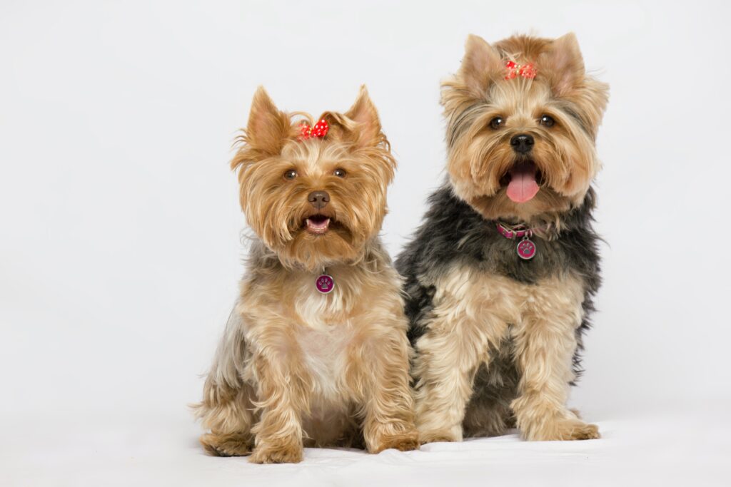 Yorkshire Terrier radiating charm and curiosity in every glance.