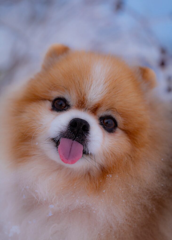 Pomeranian Dog Grooming