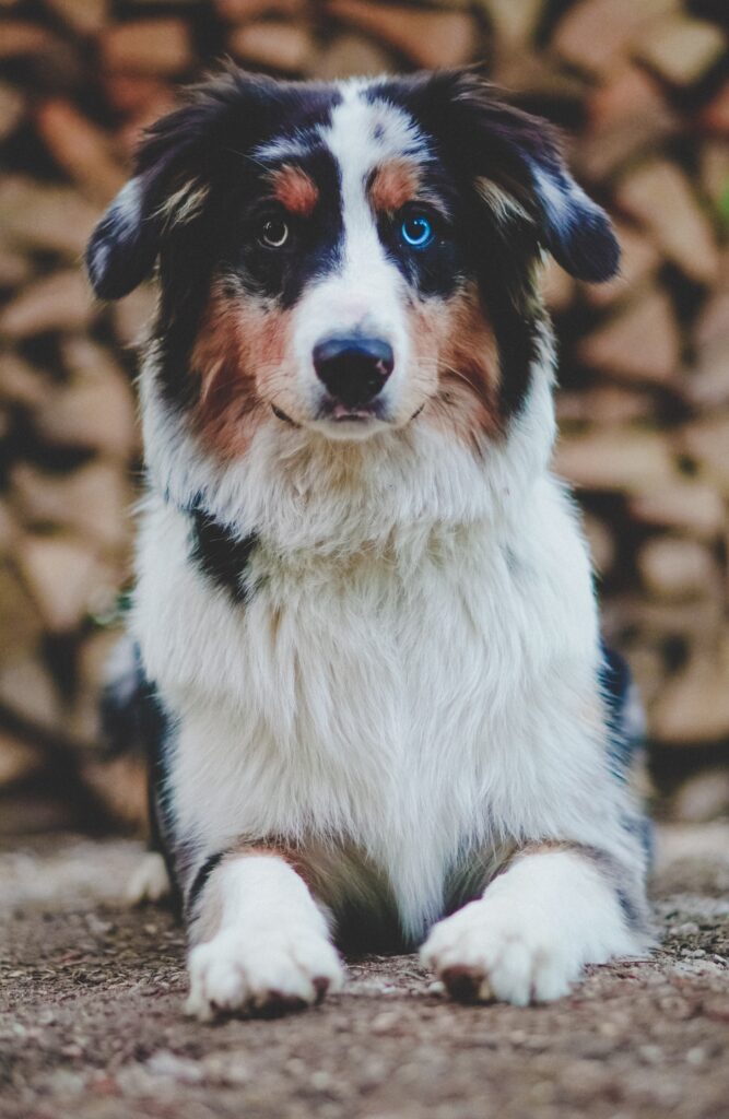 Close-up of an Australian Shepherd's striking, multicolored eyes