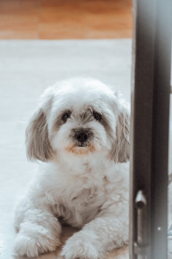 A well-groomed Shih Tzu with a luxurious coat