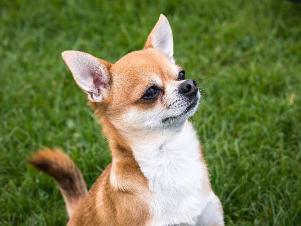 A Chihuahua playing in the snow.