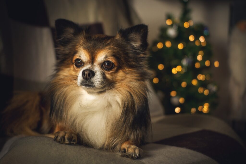 Chihuahua Relaxation Mode