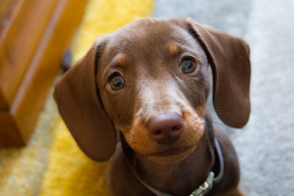 A Dachshund nestled in a pile of autumn leaves.