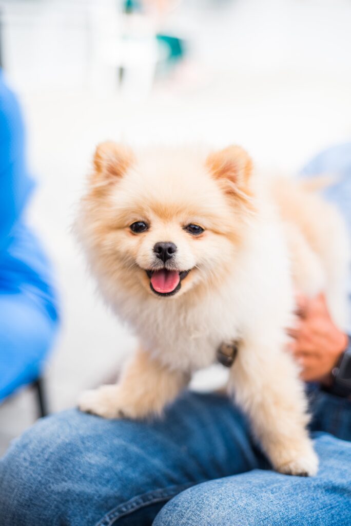 Pomeranian in Autumn Leaves