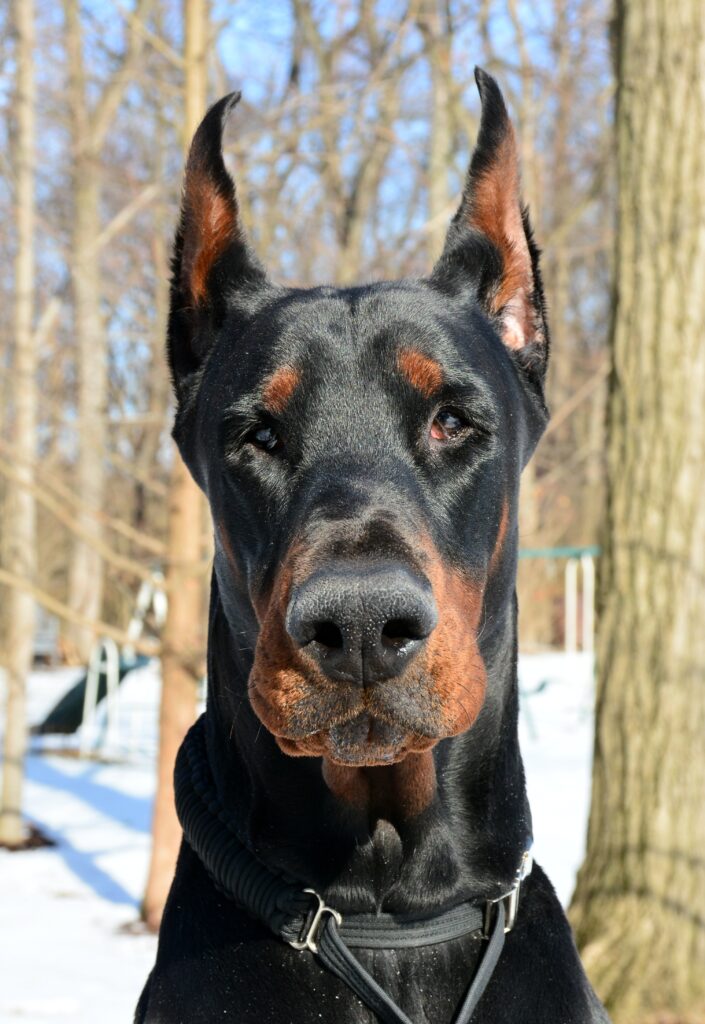 Doberman Pinscher in profile