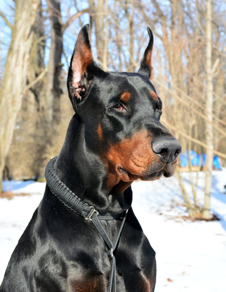 Doberman puppy playing with a ball