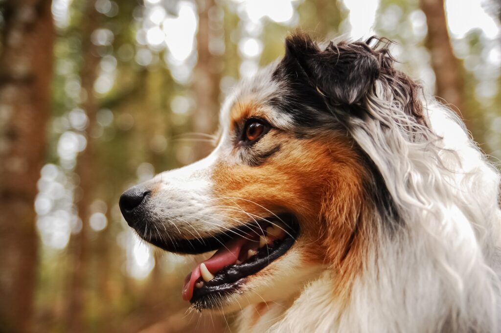 A beautiful Australian Shepherd dog with a wagging tail.