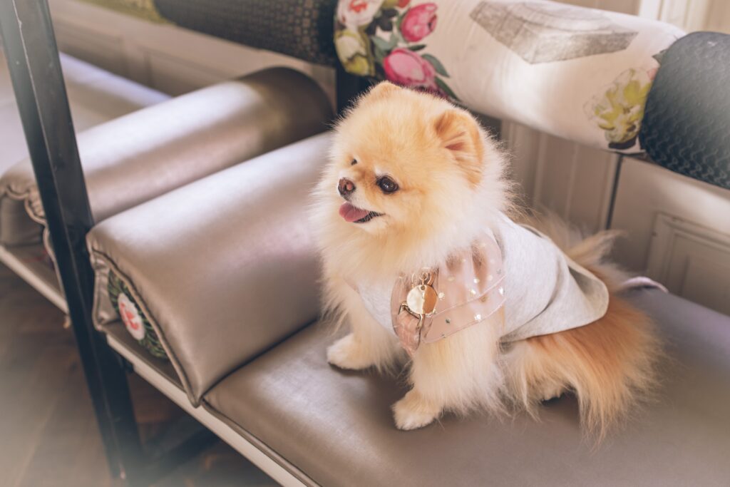 Pomeranian in a Bowtie