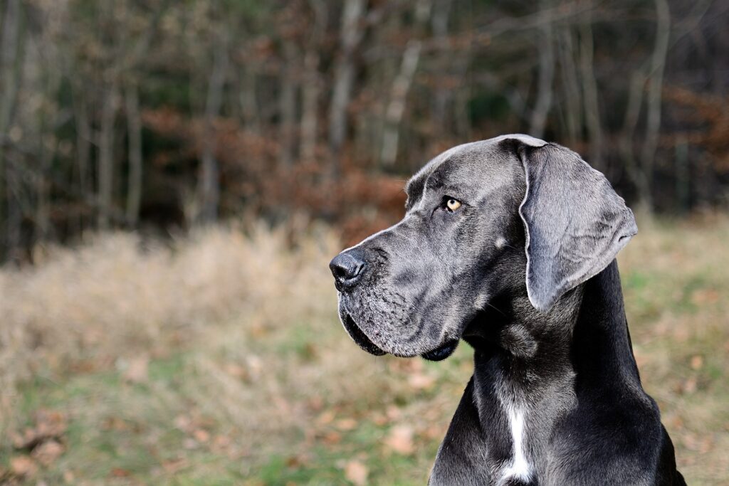 Great Dane's gentle eyes convey warmth and trust.