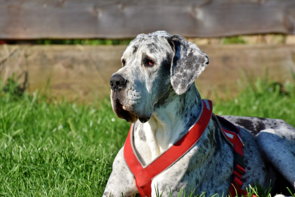 Great Dane portrait against a rustic backdrop