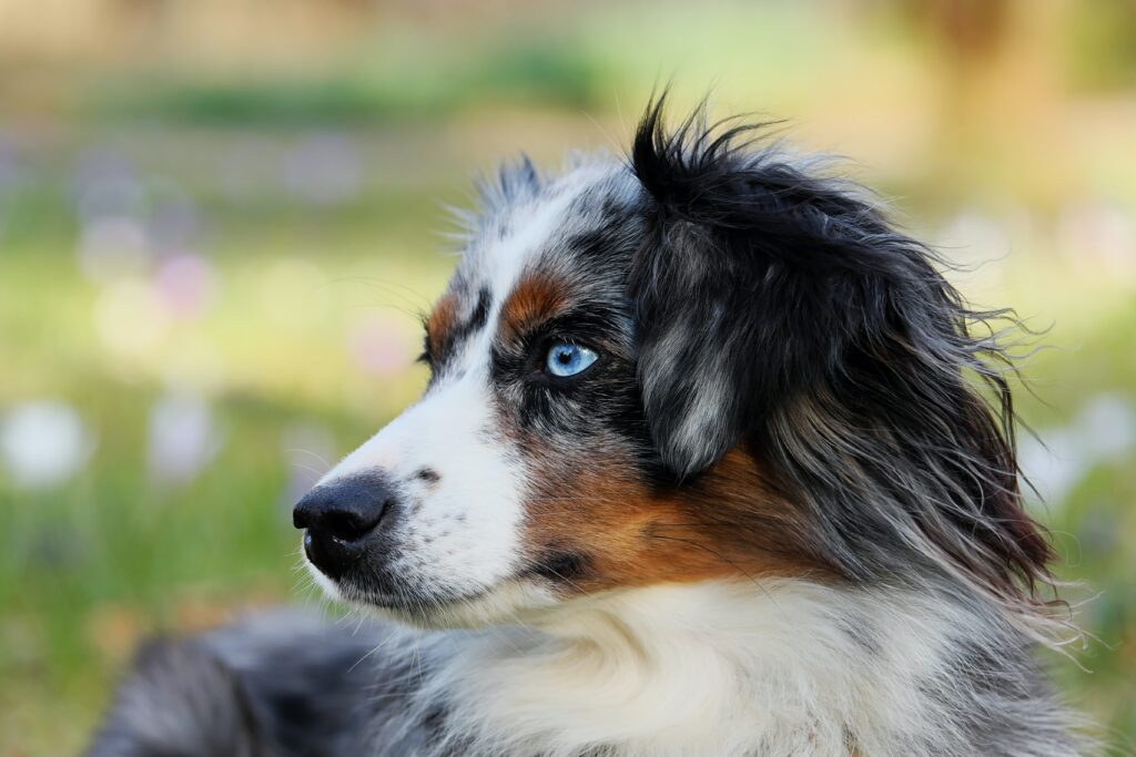 Australian Shepherd demonstrating agility during training.