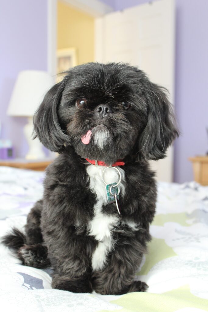 A Shih Tzu dog cuddling with its owner