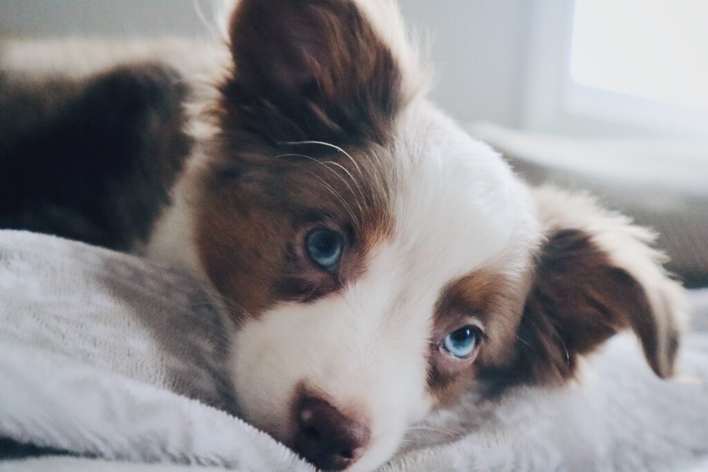 Loyal Australian Shepherd snuggled up with its owner on the couch.