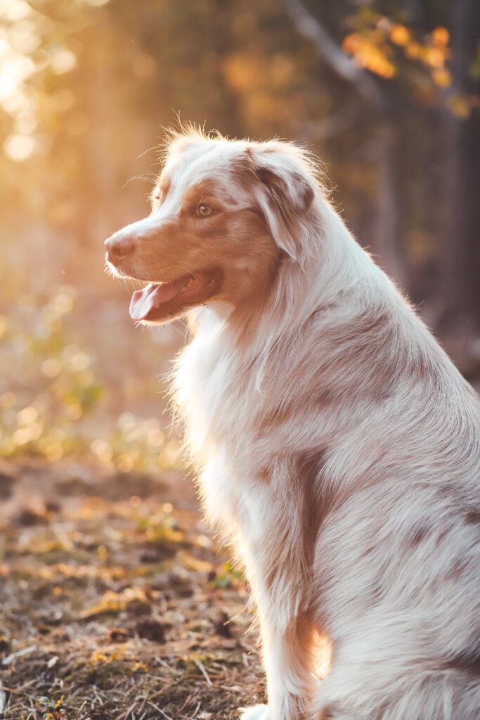 Energetic Australian Shepherd running with a happy expression.