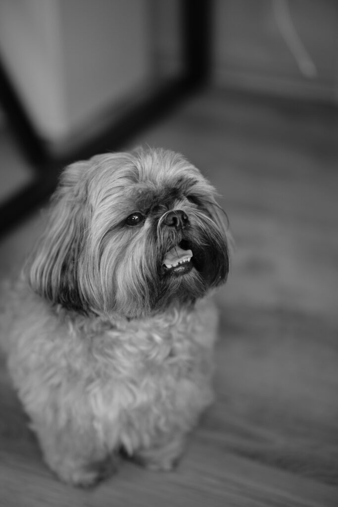 A Shih Tzu dog showing intelligence during training