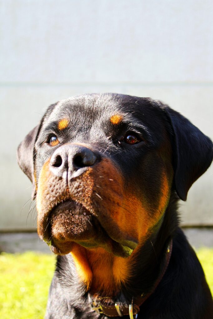 A Rottweiler puppy learning basic obedience commands.