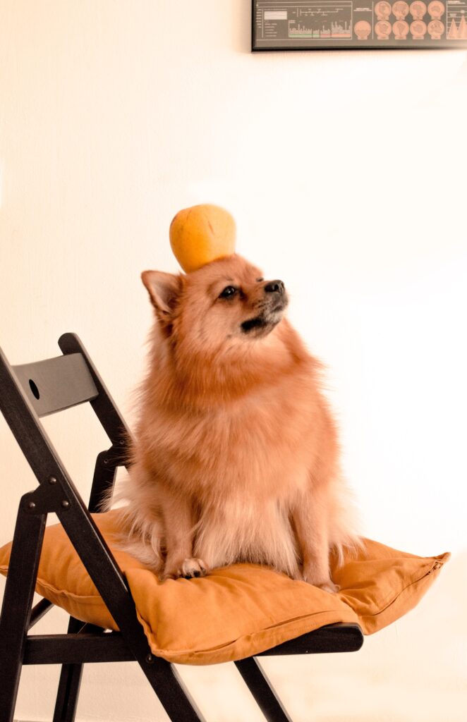 Pomeranian with a Toy