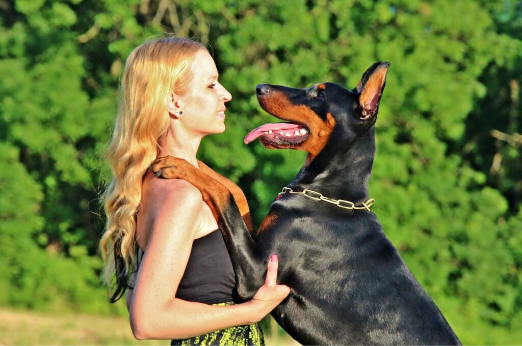 Doberman Pinscher standing proudly