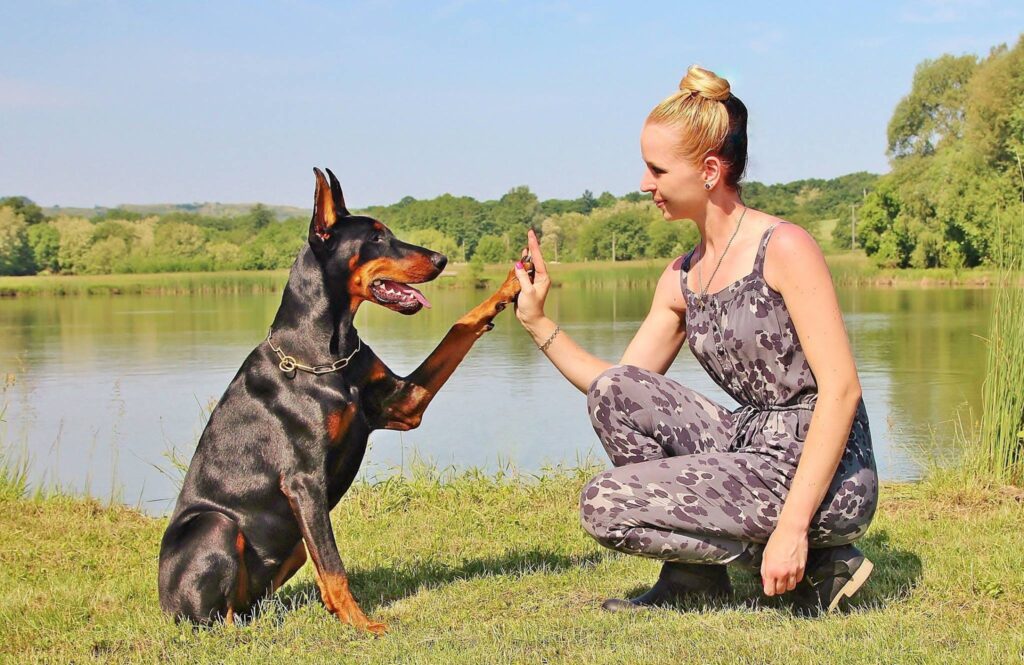 Doberman Pinscher's Playful Spirit