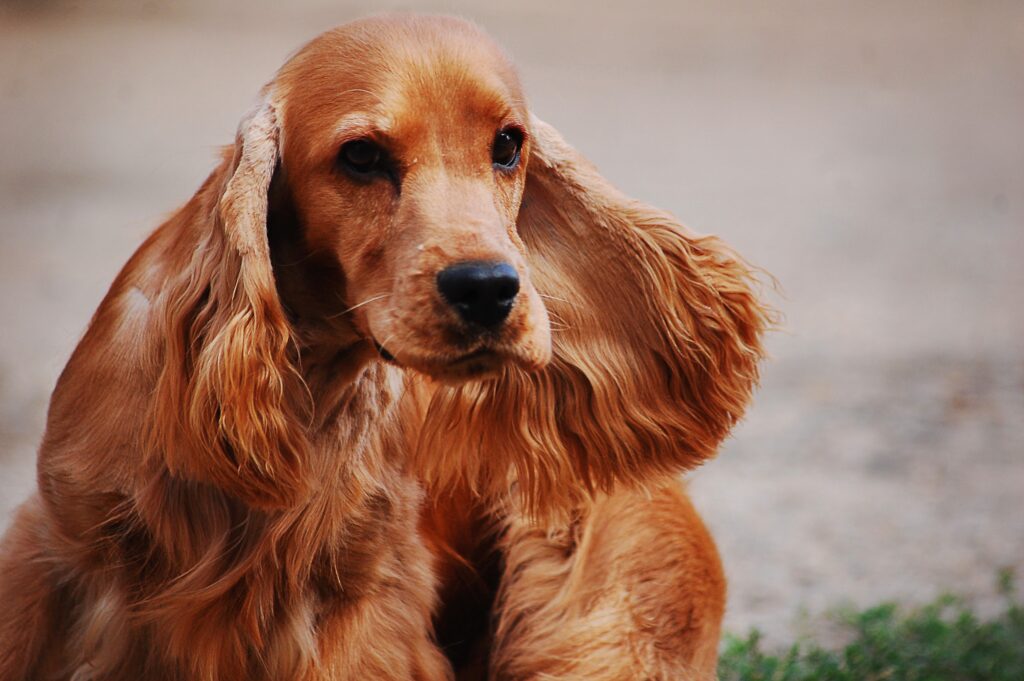 A fluffy Cocker Spaniel puppy with floppy ears