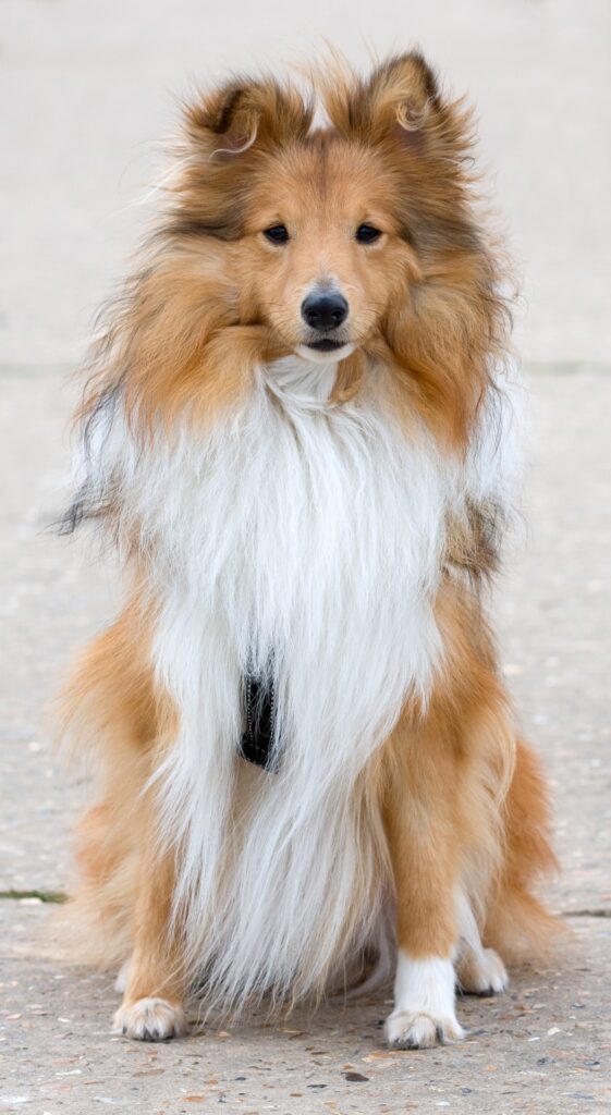 Running Shetland Sheepdog