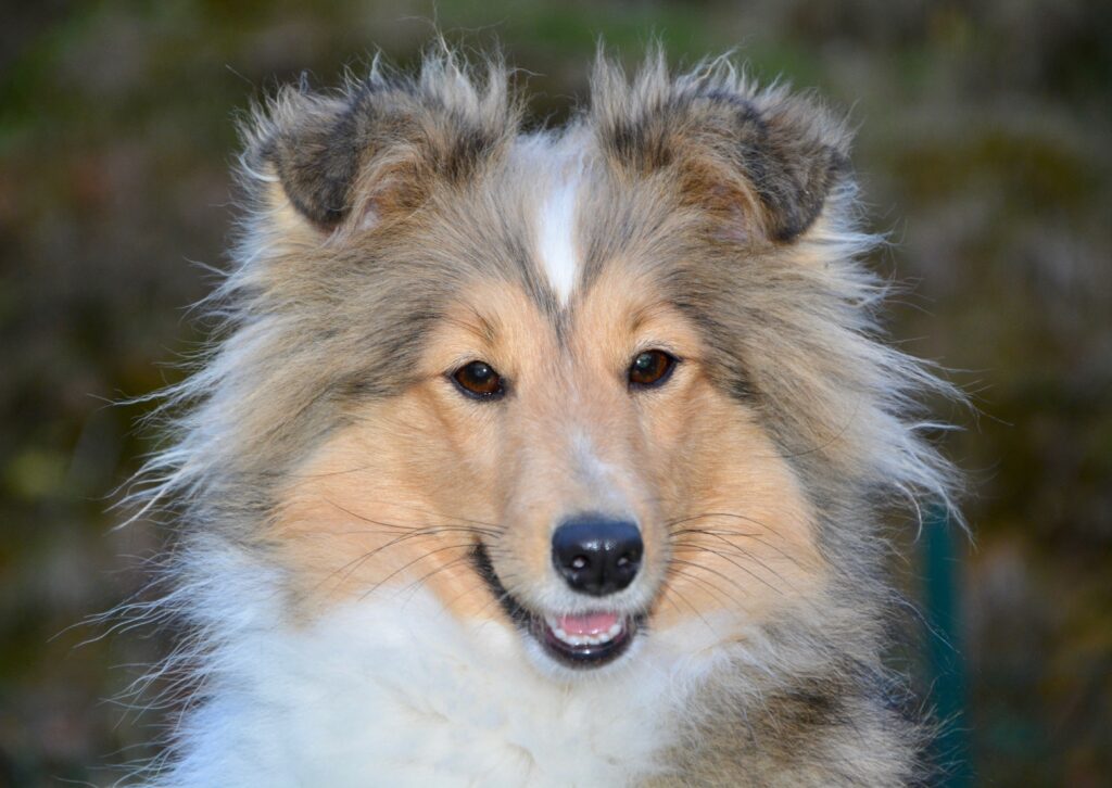 Sheltie dog playing outdoors.