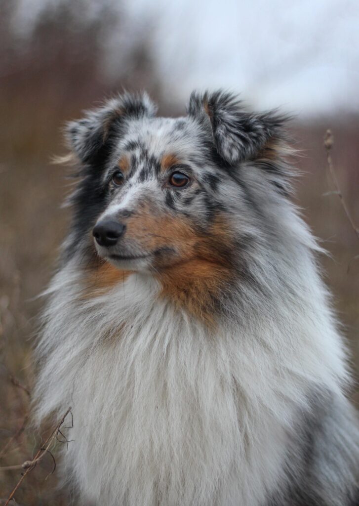 Shetland Sheepdog showing loyalty to its owner.