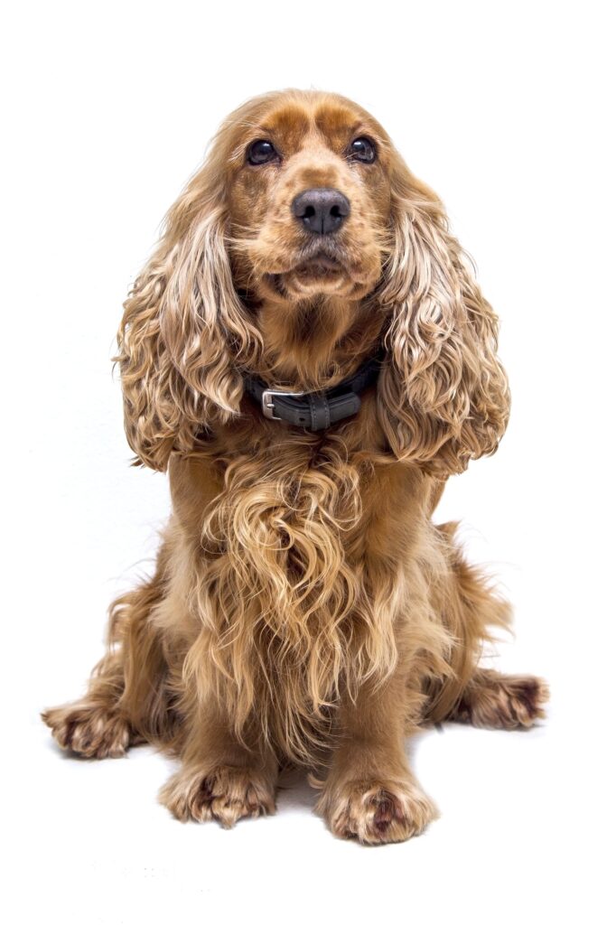 A Cocker Spaniel performing a trick