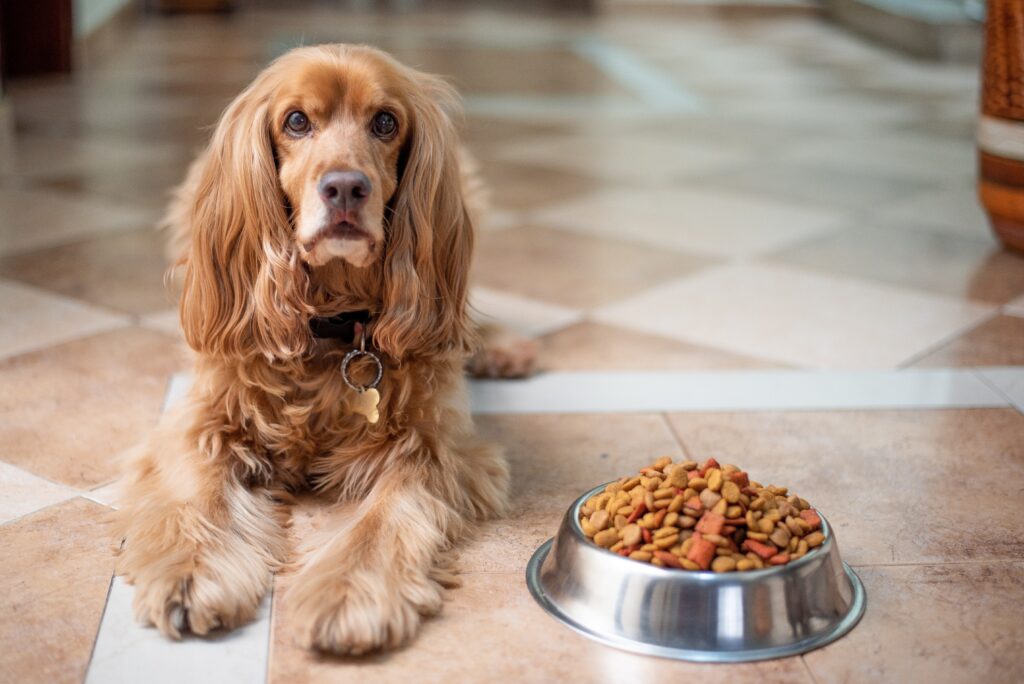 A groomed Cocker Spaniel with a shiny coat