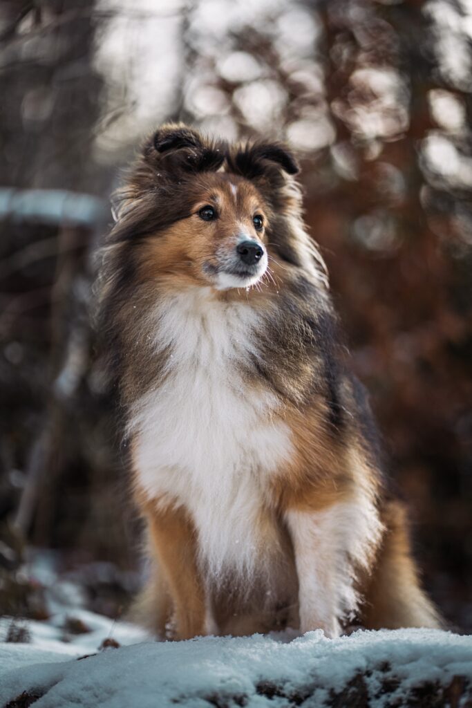 Close-up of Sheltie dog's expressive eyes