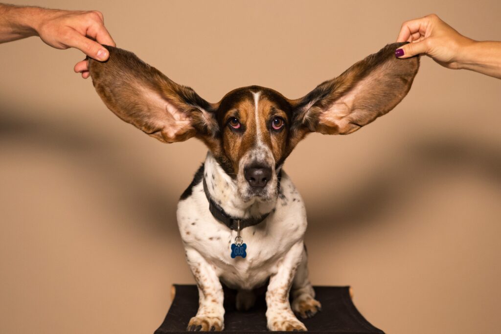 Basset Hound having a blast with a game of fetch