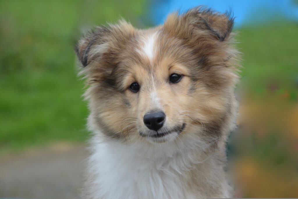 Shetland Sheepdog puppies playing outdoors